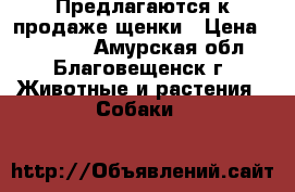 Предлагаются к продаже щенки › Цена ­ 25 000 - Амурская обл., Благовещенск г. Животные и растения » Собаки   